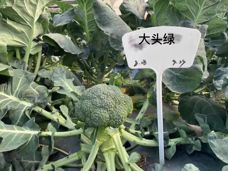 西兰花种籽春秋季花椰菜蔬菜种孑有机优质绿菜花四季耐寒青花