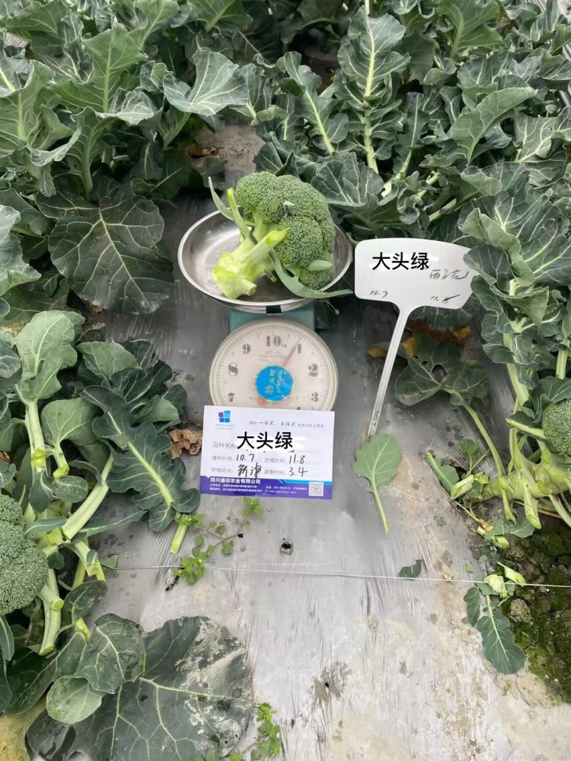 西兰花种籽春秋季花椰菜蔬菜种孑有机优质绿菜花四季耐寒青花