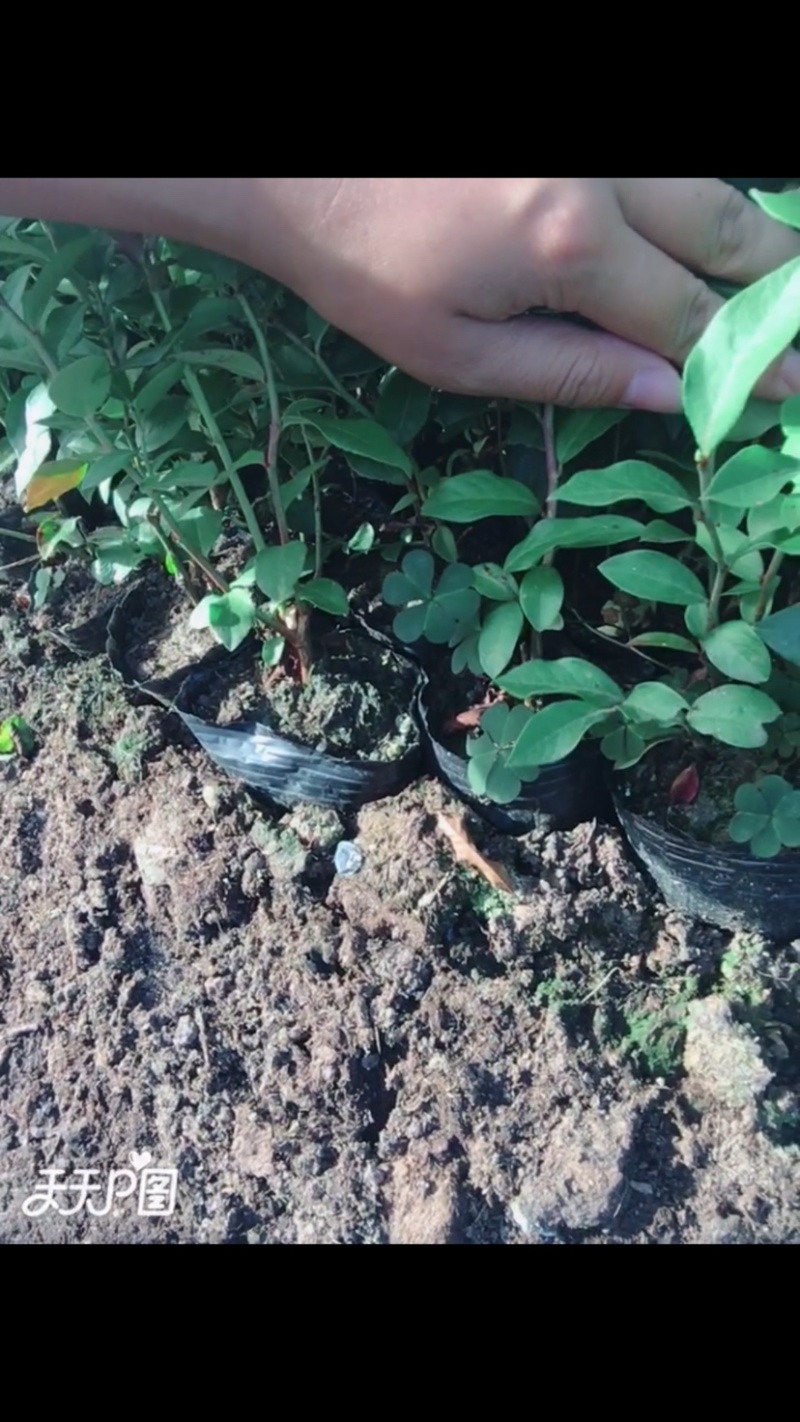 蓝莓苗二年瑞卡早熟蓝莓钵苗盆栽地栽蓝莓苗