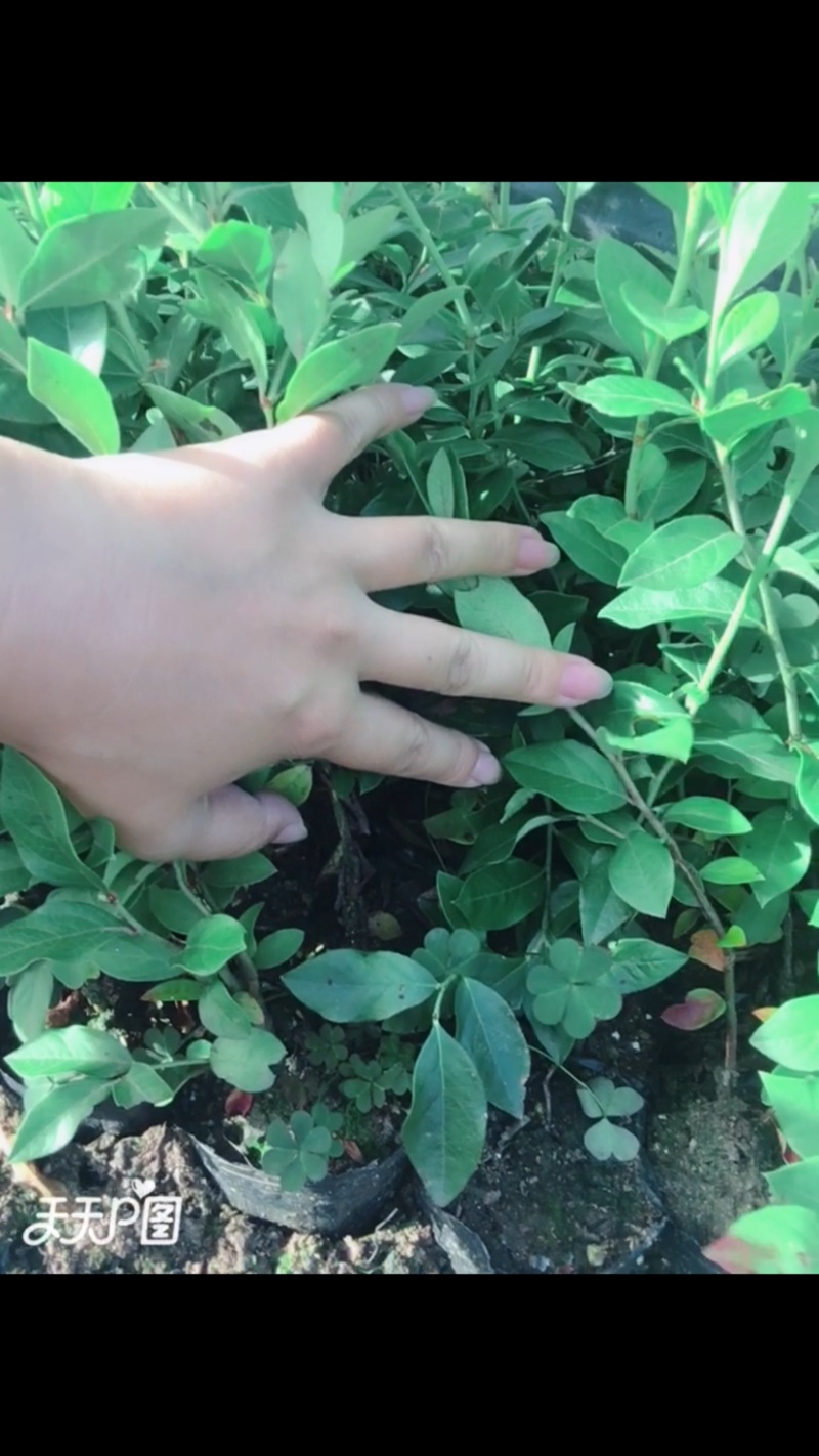 蓝莓苗二年瑞卡早熟蓝莓钵苗盆栽地栽蓝莓苗