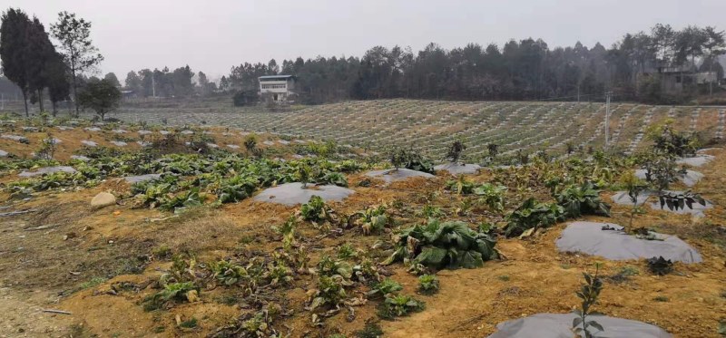 仁寿县水浇地流转，水电通，交通运输方便，可根据需求整改