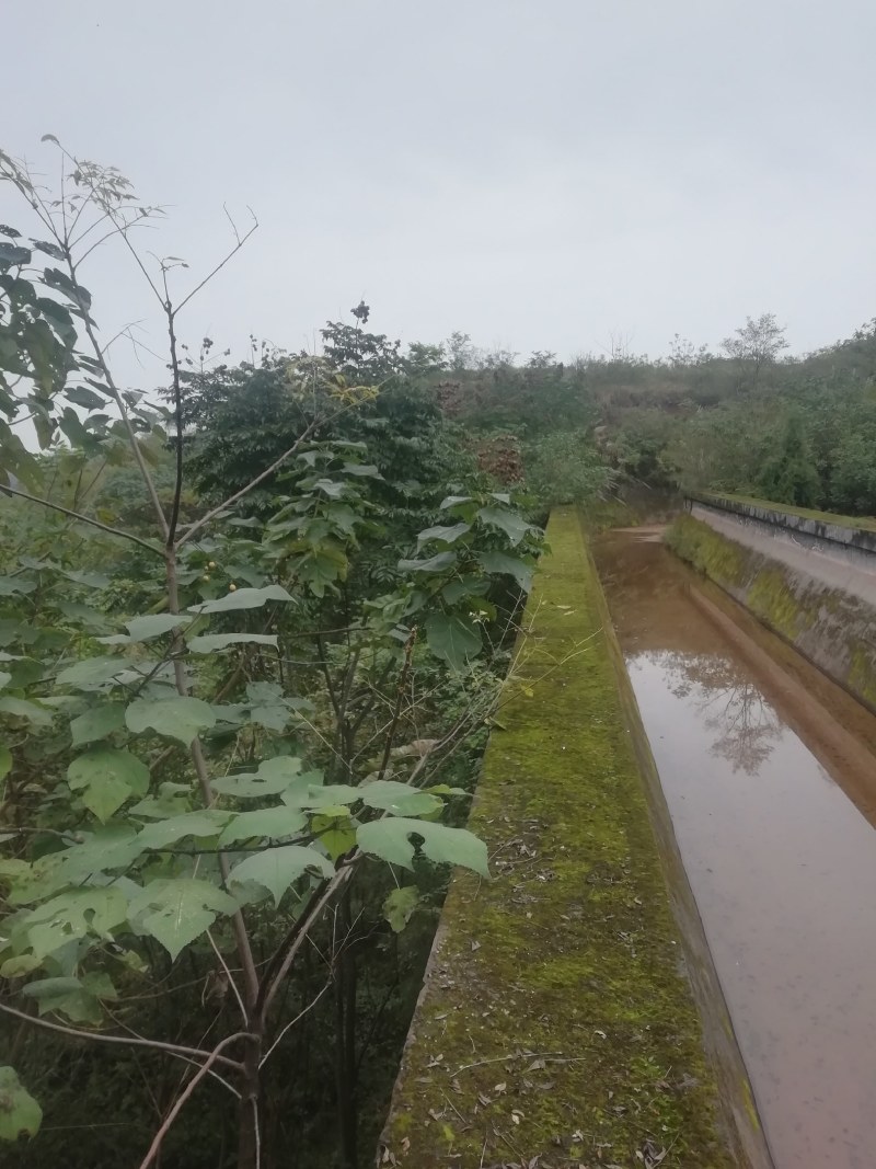 仁寿县水浇地流转，水电通，交通运输方便，可根据需求整改