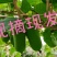 丹东软枣子猕猴桃奇异果奇异莓新鲜水果应季水果龙成二号现
