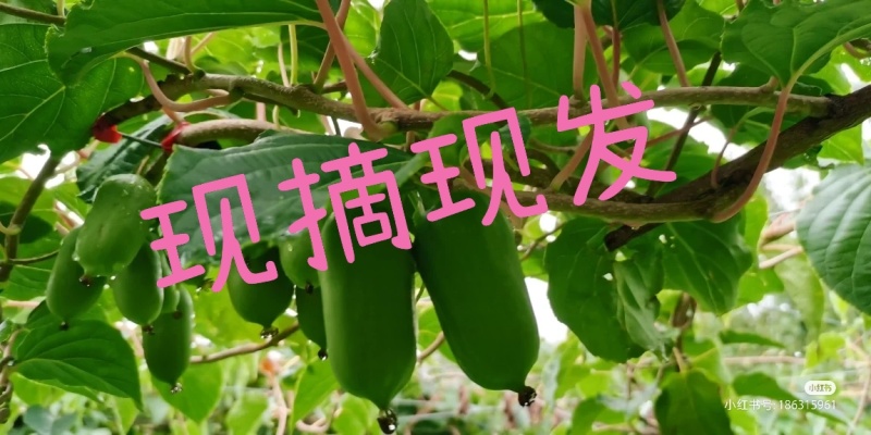 丹东软枣子猕猴桃奇异果奇异莓新鲜水果应季水果龙成二号现