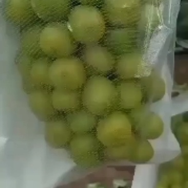 阳光玫瑰