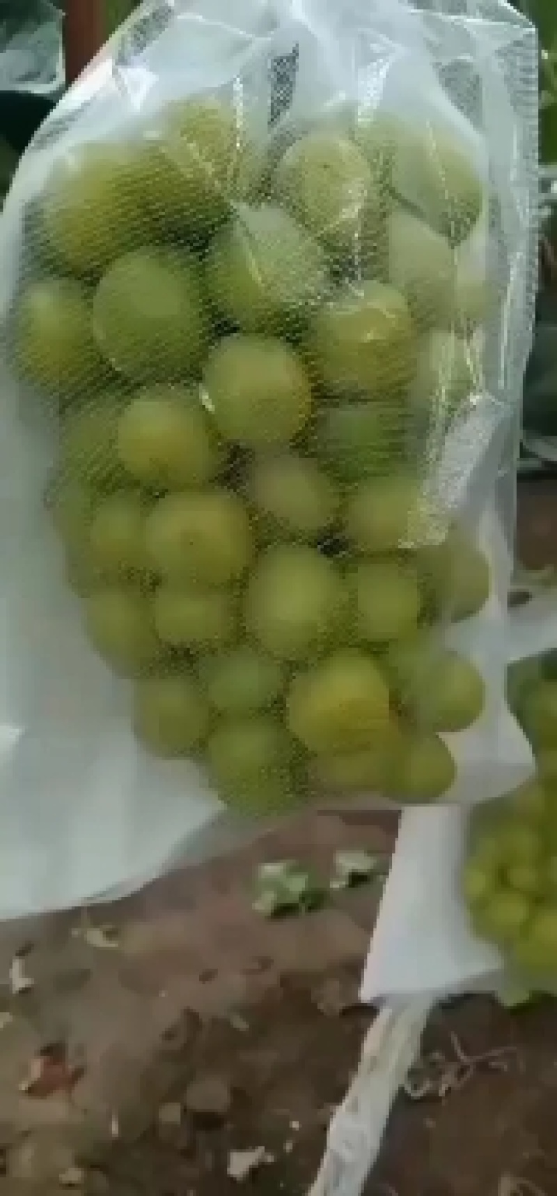 阳光玫瑰