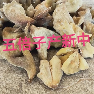 五倍子