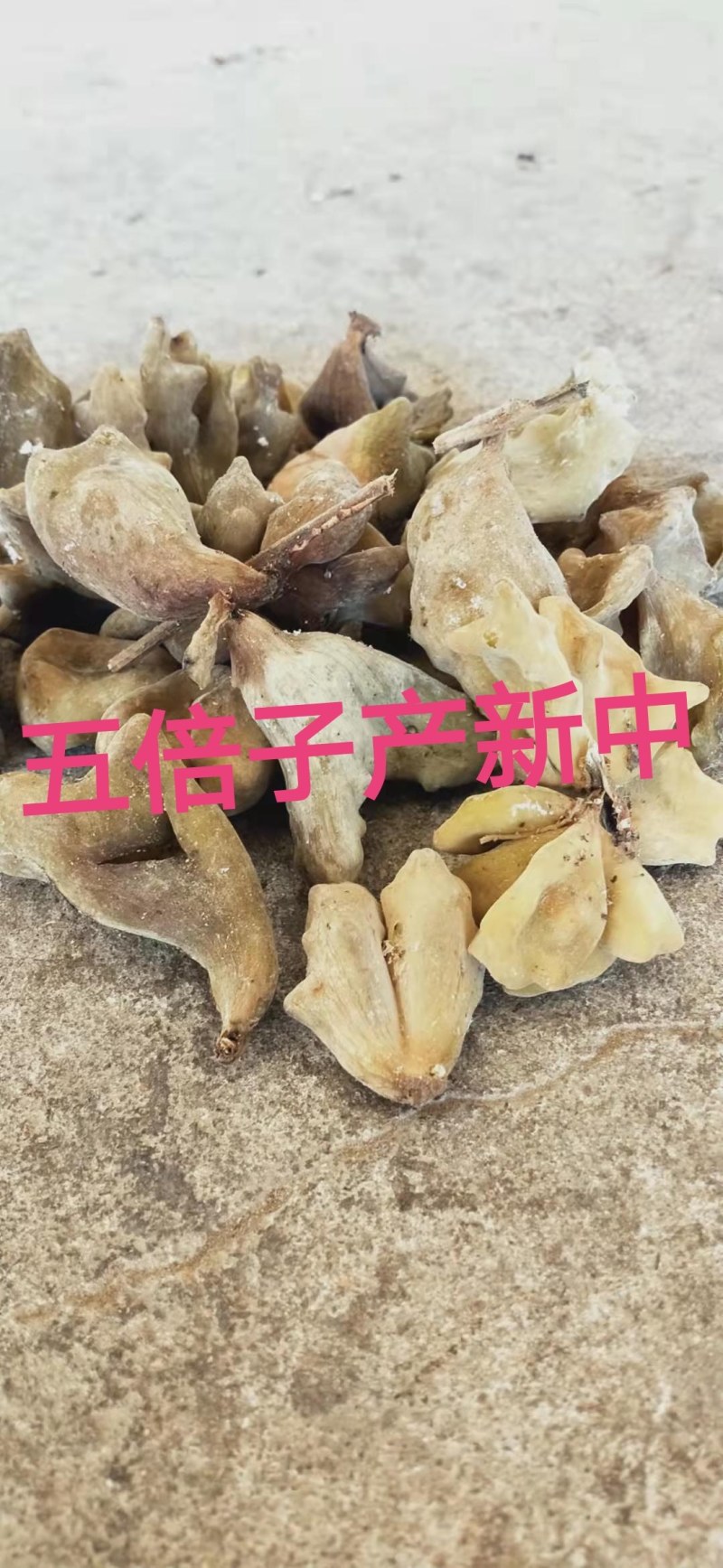 五倍子