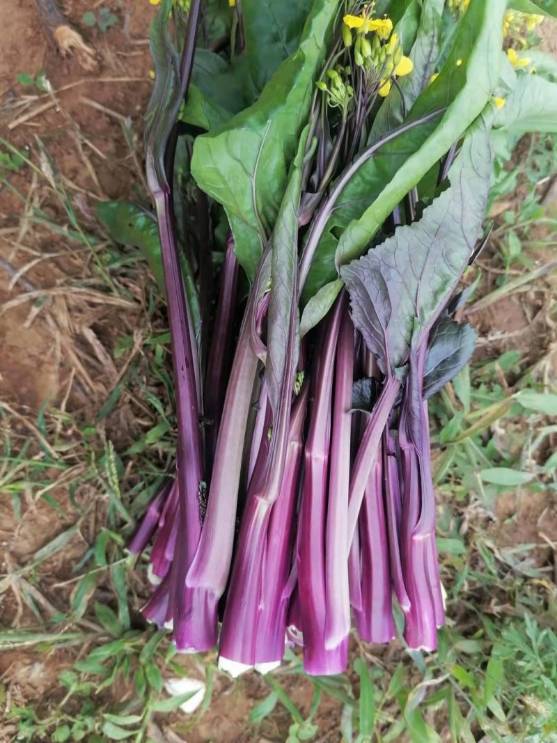 紫菜苔新鲜上市