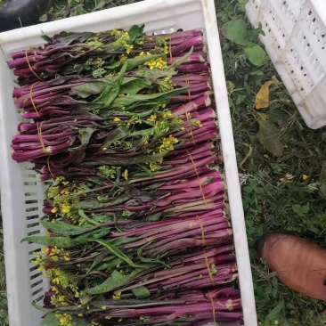 紫菜苔新鲜上市