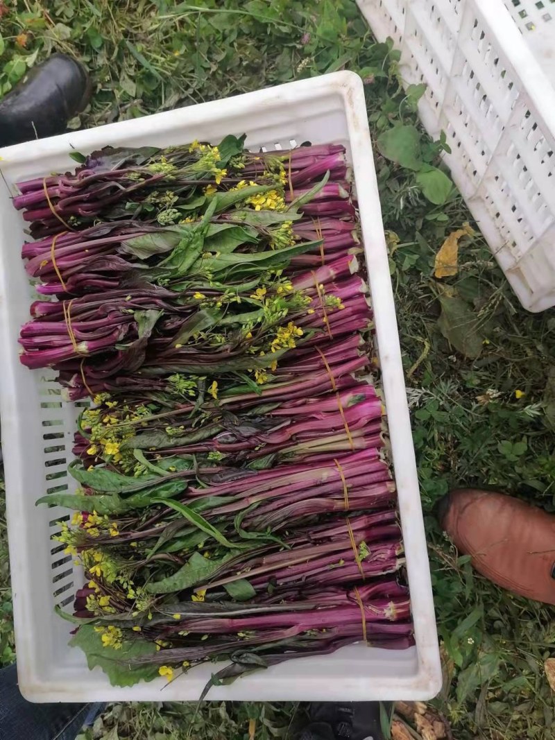 紫菜苔新鲜上市