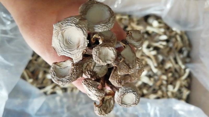 厂家直销鹿茸菇鹿茸菌小包装鹿茸菇干鹿茸菇三证齐全包邮
