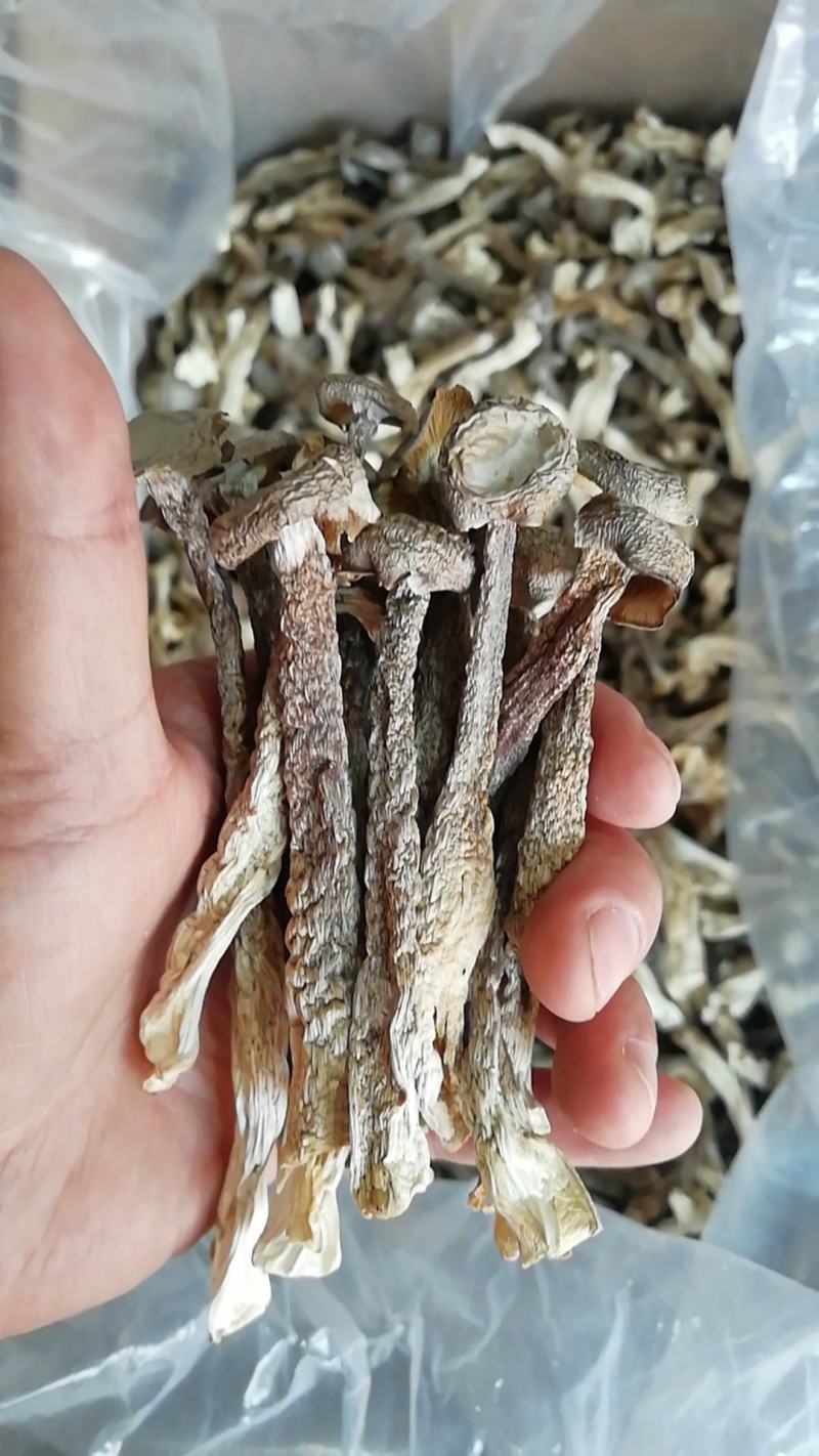 厂家直销鹿茸菇鹿茸菌小包装鹿茸菇干鹿茸菇三证齐全包邮