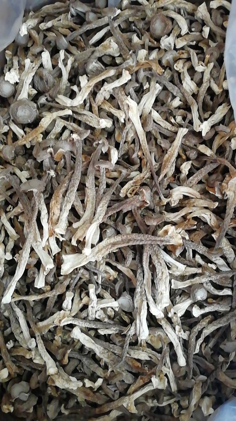 厂家直销鹿茸菇鹿茸菌小包装鹿茸菇干鹿茸菇三证齐全包邮