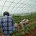 闻集草莓基地，优质草莓苗，假植苗，裸根苗