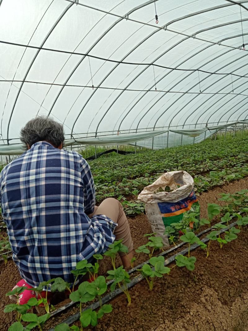 闻集草莓基地，优质草莓苗，假植苗，裸根苗