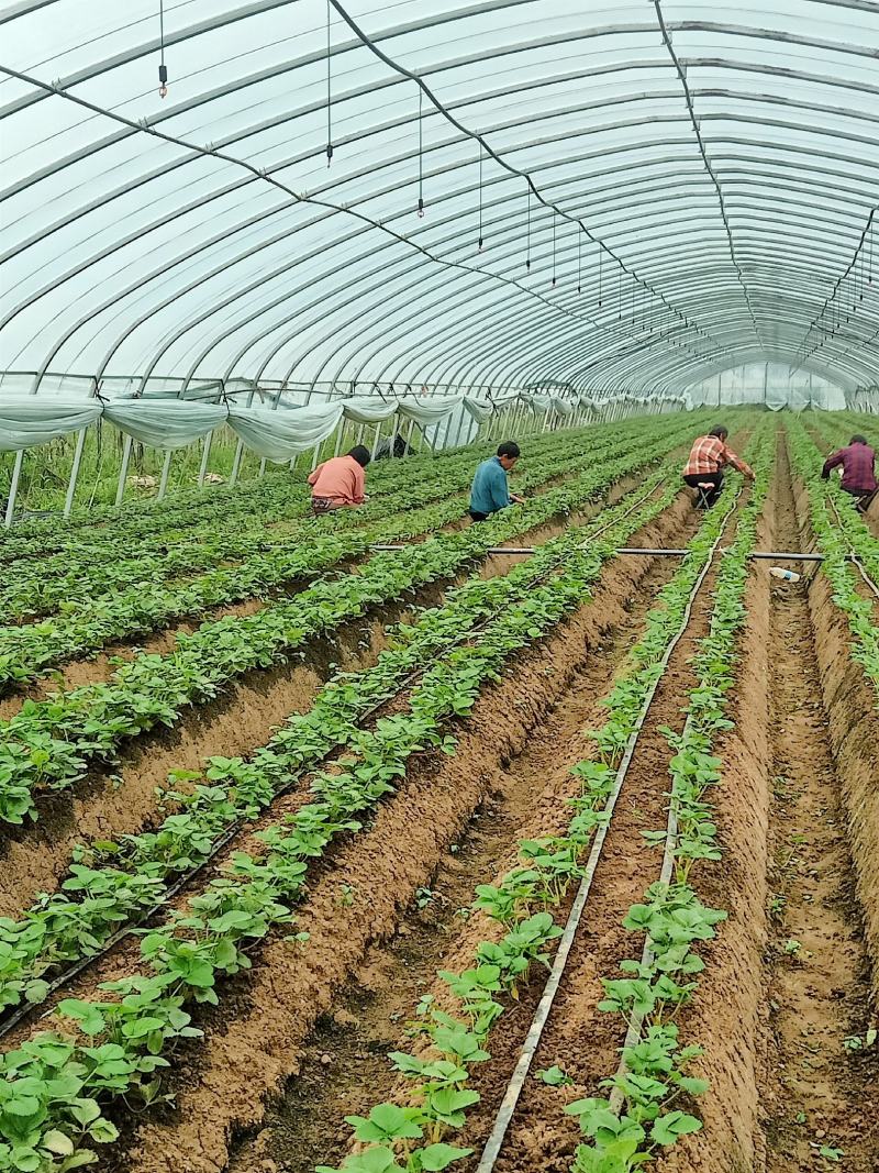 闻集草莓基地，优质草莓苗，假植苗，裸根苗