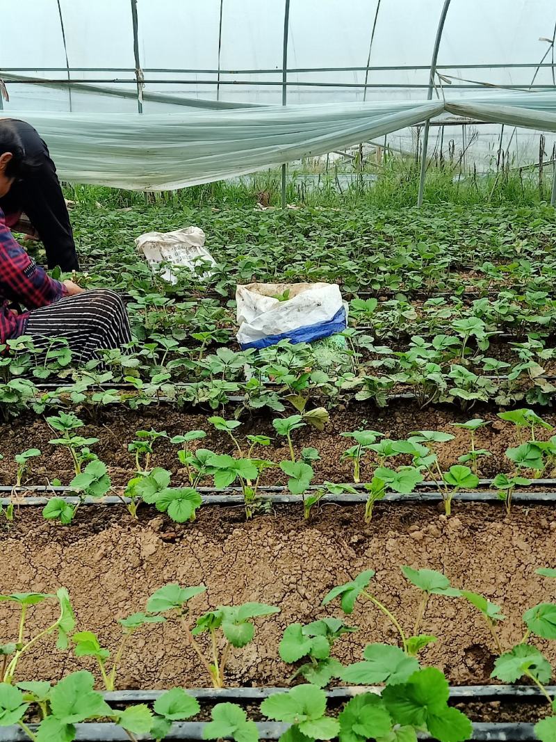 闻集草莓基地，优质草莓苗，假植苗，裸根苗