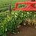 闻集草莓基地，优质草莓苗，假植苗，裸根苗