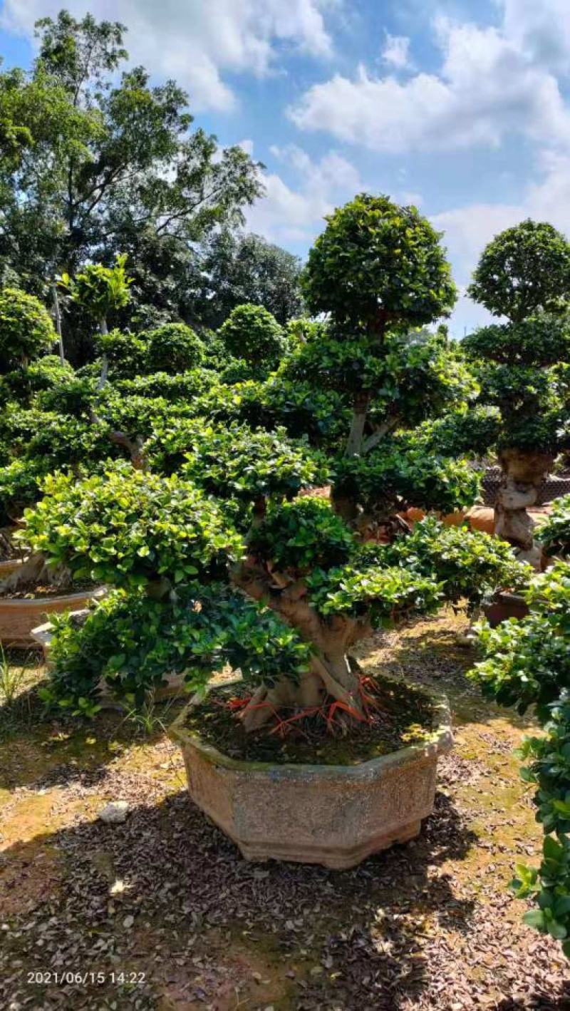 造型石码根榕树盆景、室内外绿植盆栽盆景小榕树基地批发