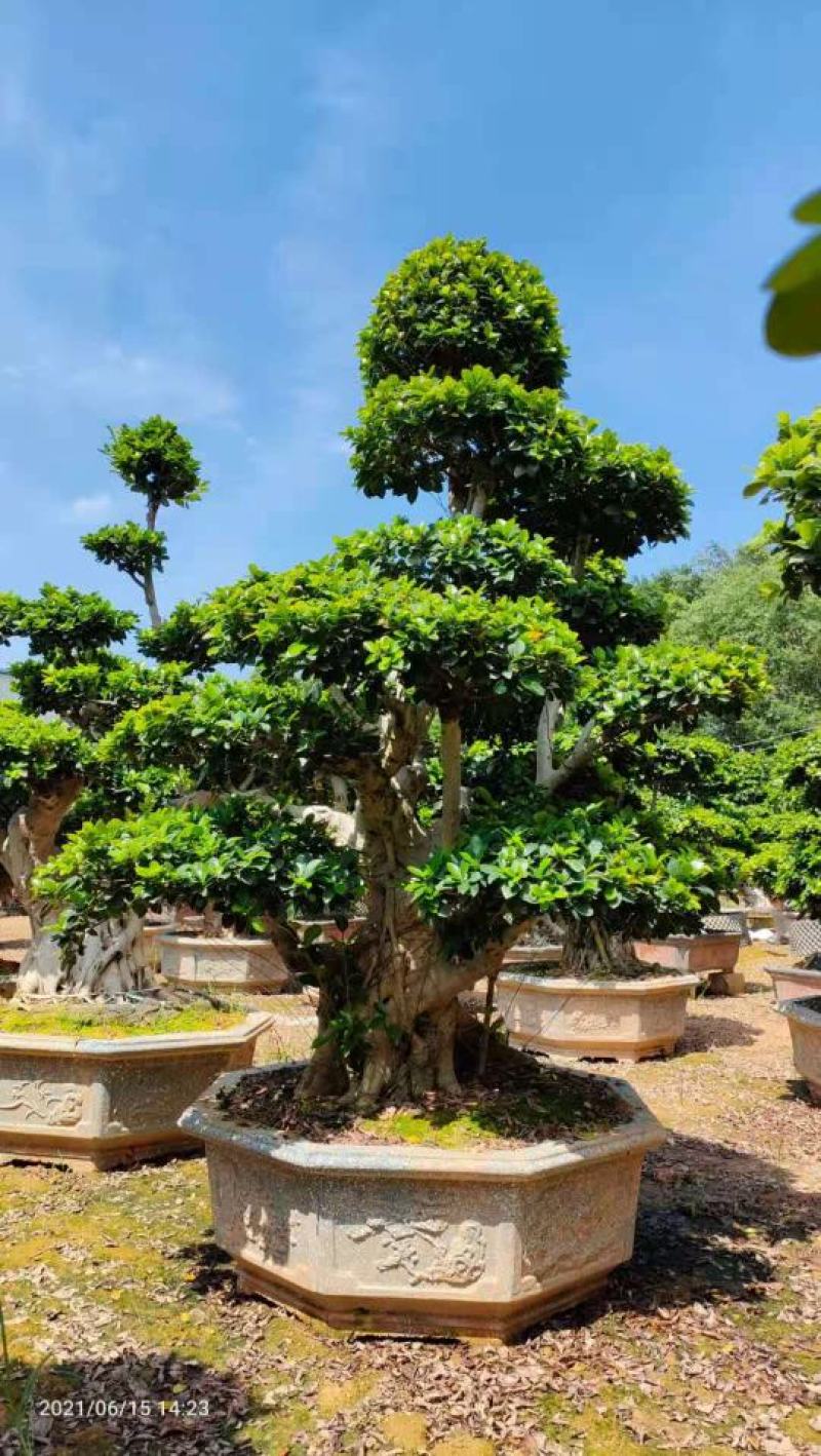 造型石码根榕树盆景、室内外绿植盆栽盆景小榕树基地批发