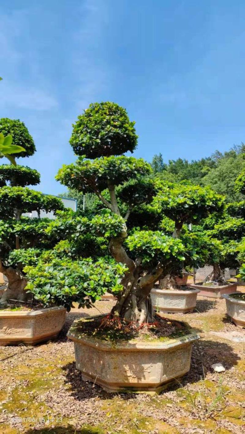 造型石码根榕树盆景、室内外绿植盆栽盆景小榕树基地批发