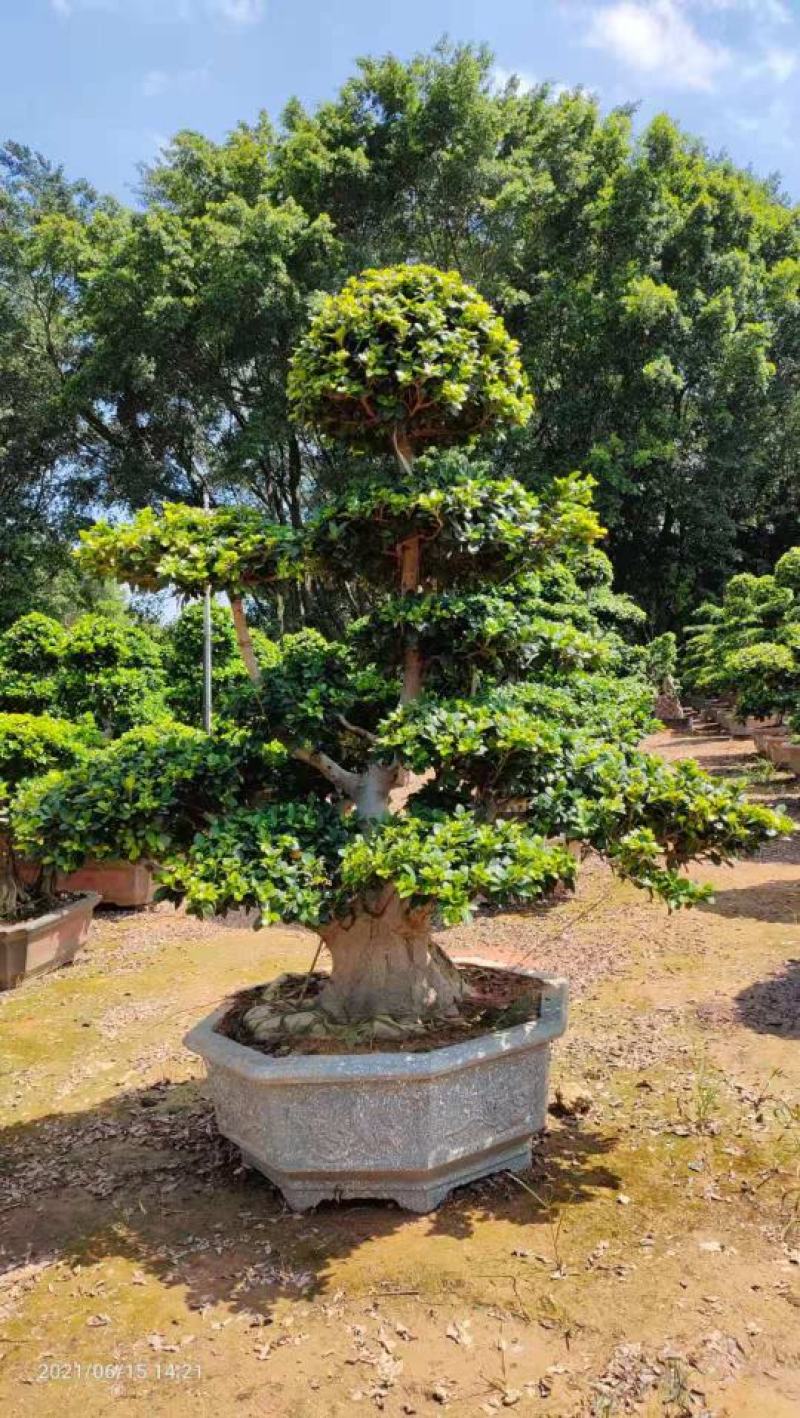 造型石码根榕树盆景、室内外绿植盆栽盆景小榕树基地批发