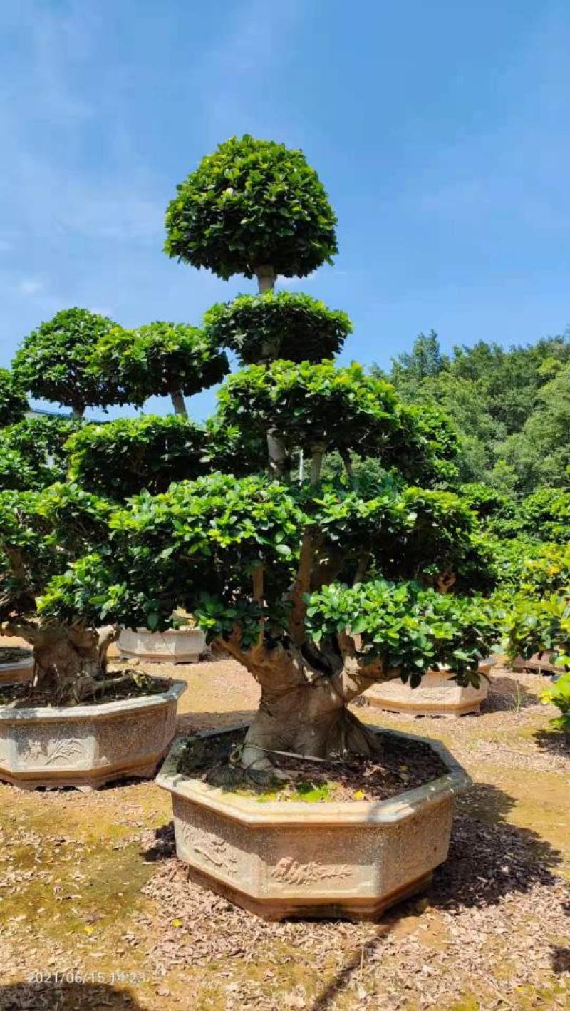 造型石码根榕树盆景、室内外绿植盆栽盆景小榕树基地批发