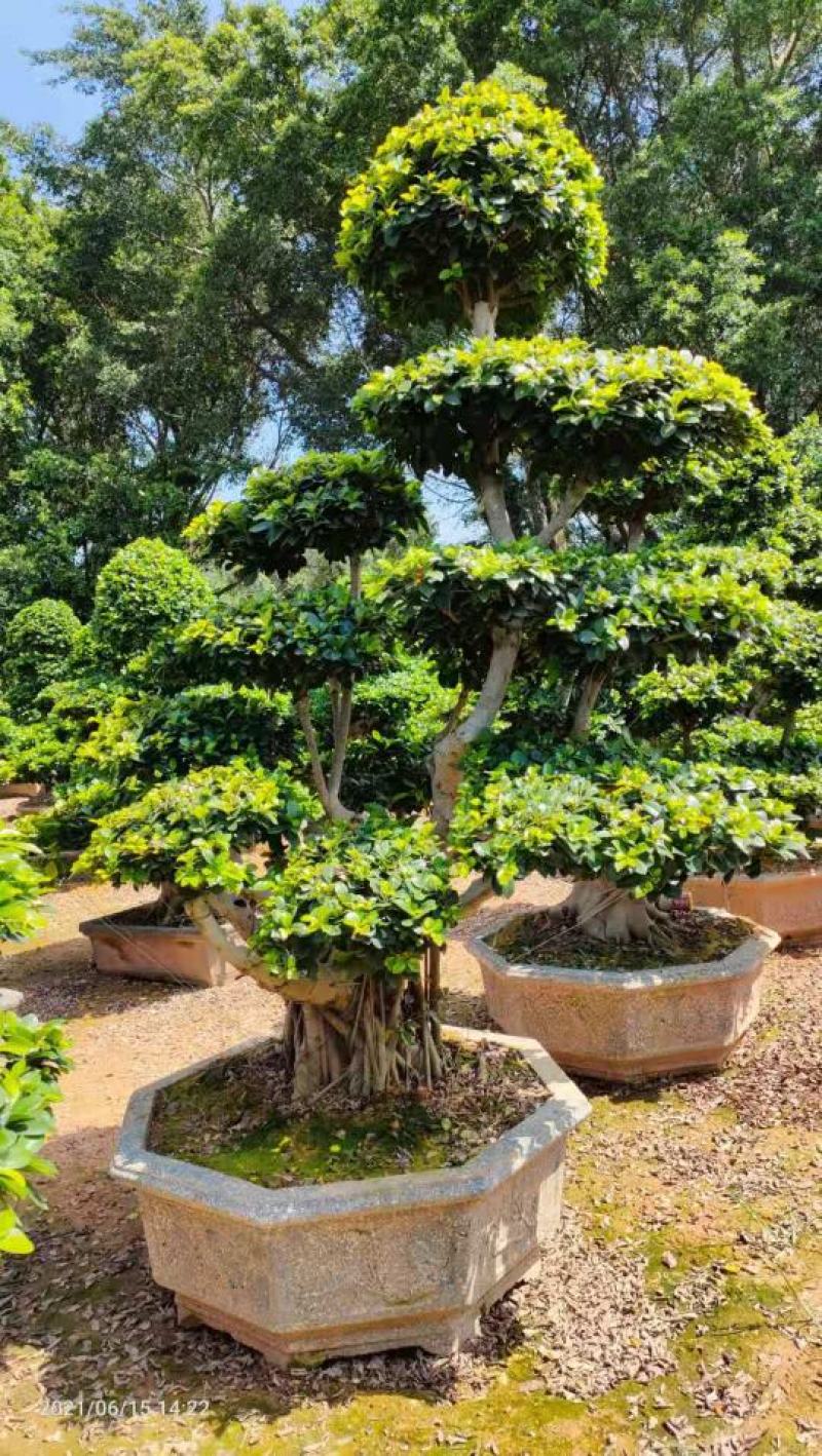 造型石码根榕树盆景、室内外绿植盆栽盆景小榕树基地批发