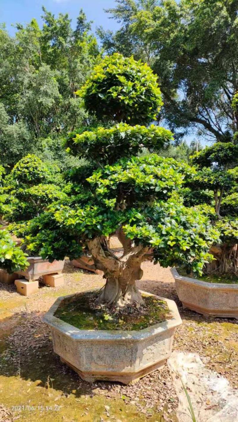 造型石码根榕树盆景、室内外绿植盆栽盆景小榕树基地批发