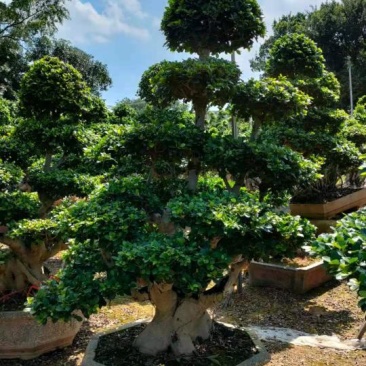 造型石码根榕树盆景、室内外绿植盆栽盆景小榕树基地批发