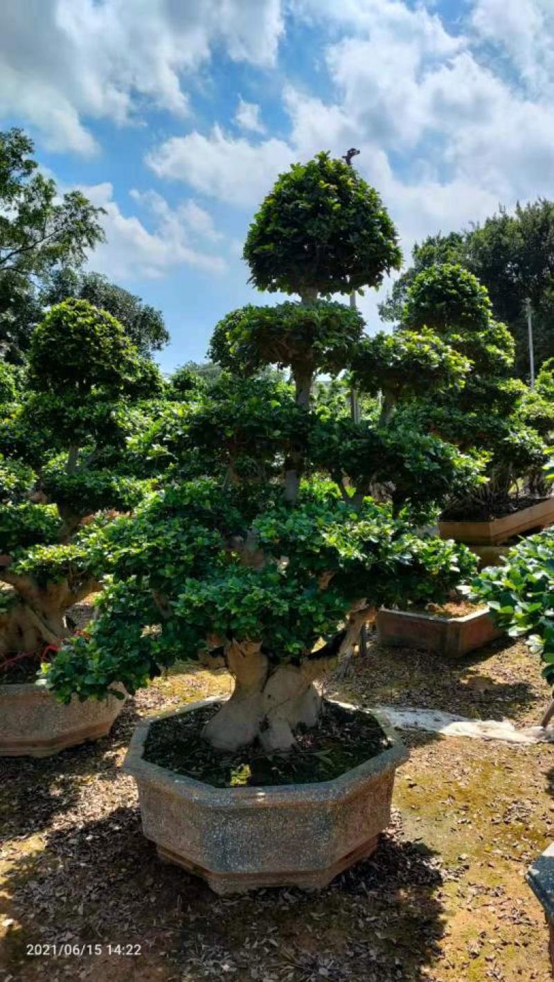 造型石码根榕树盆景、室内外绿植盆栽盆景小榕树基地批发