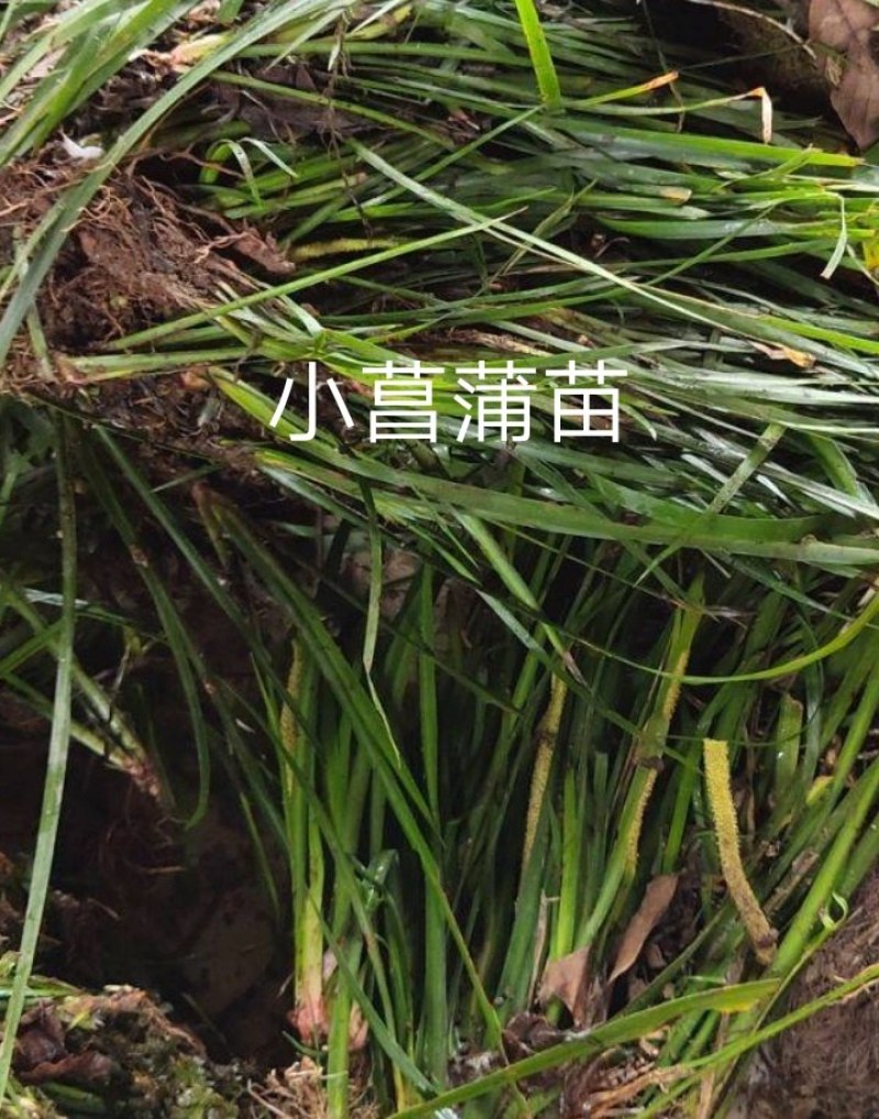 石菖蒲苗种苗，有白大石菖蒲，小石菖蒲种苗，量大从优