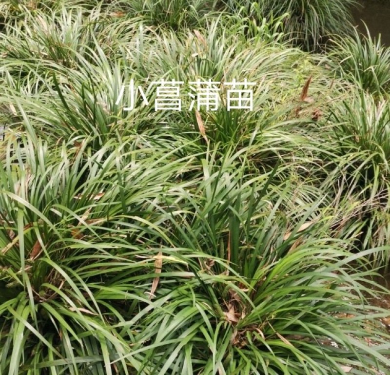 石菖蒲苗种苗，有白大石菖蒲，小石菖蒲种苗，量大从优
