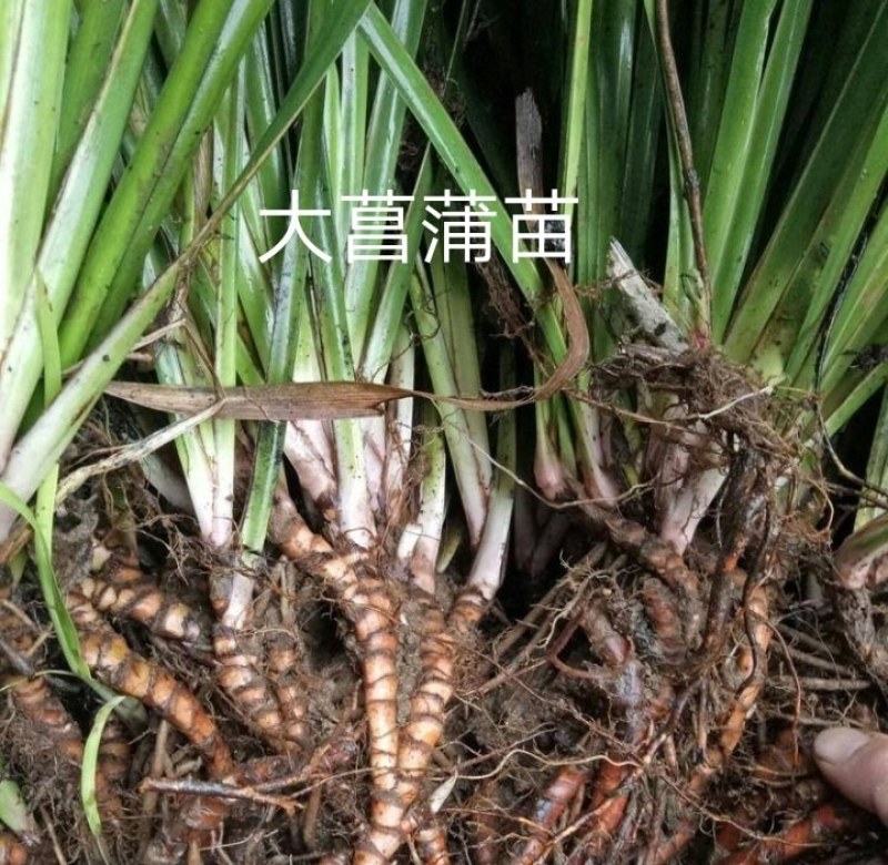 石菖蒲苗种苗，有白大石菖蒲，小石菖蒲种苗，量大从优