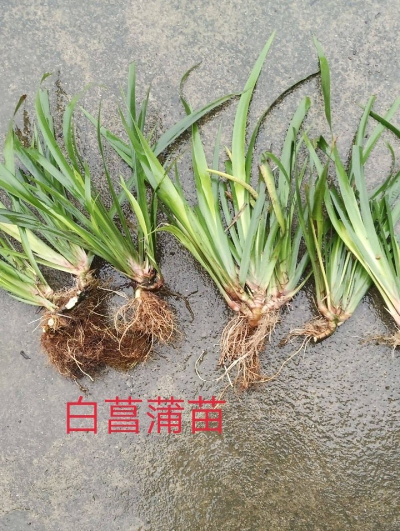 石菖蒲苗种苗，有白大石菖蒲，小石菖蒲种苗，量大从优
