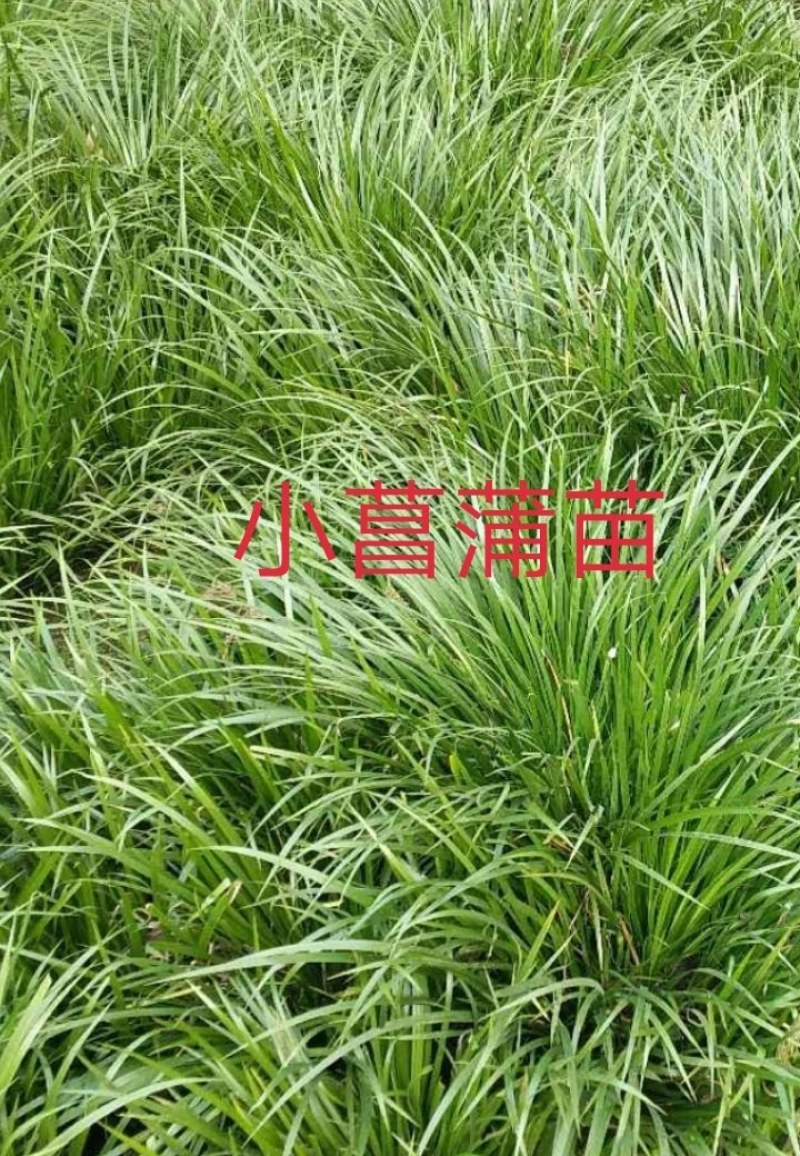 石菖蒲苗种苗，有白大石菖蒲，小石菖蒲种苗，量大从优