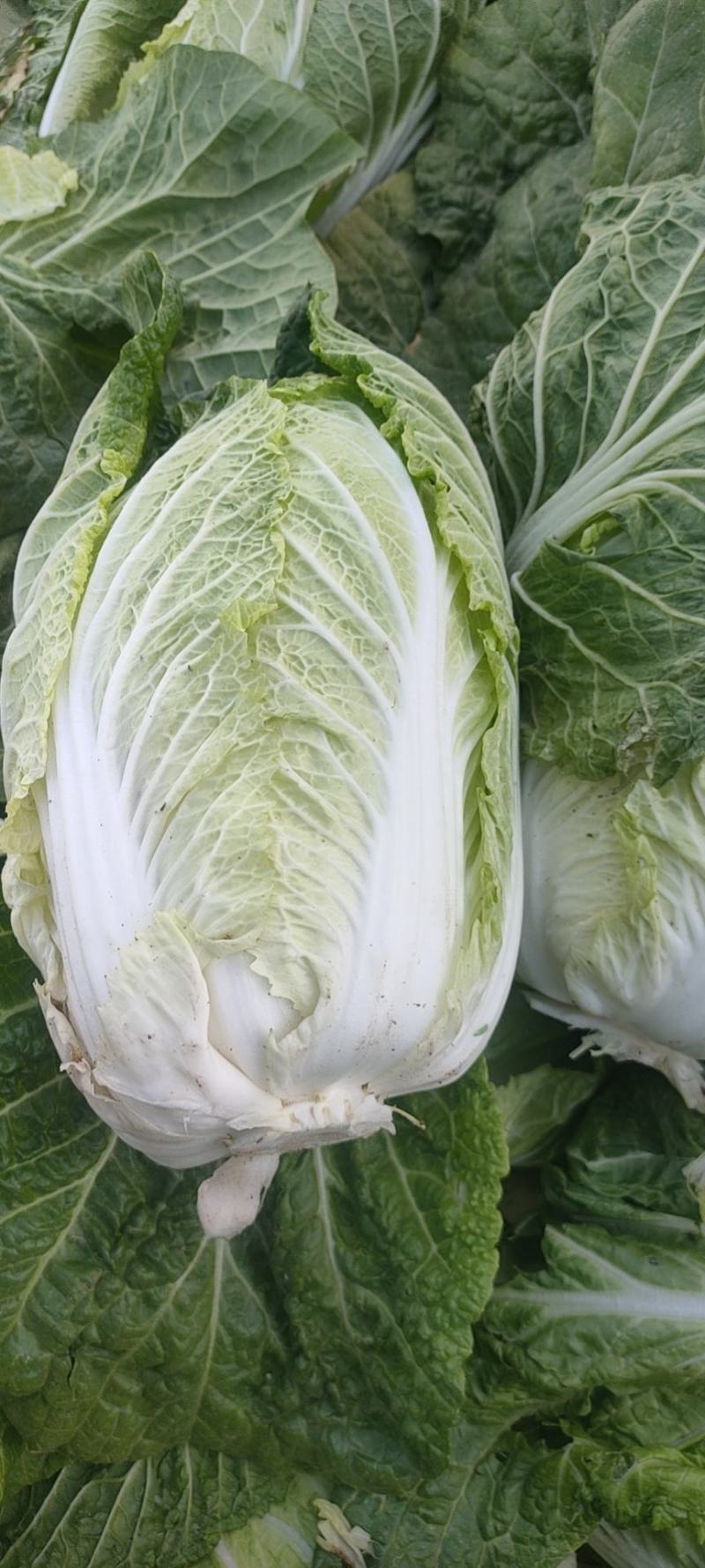大白菜宁夏大白菜宁夏银川大白菜量大从优质量保证