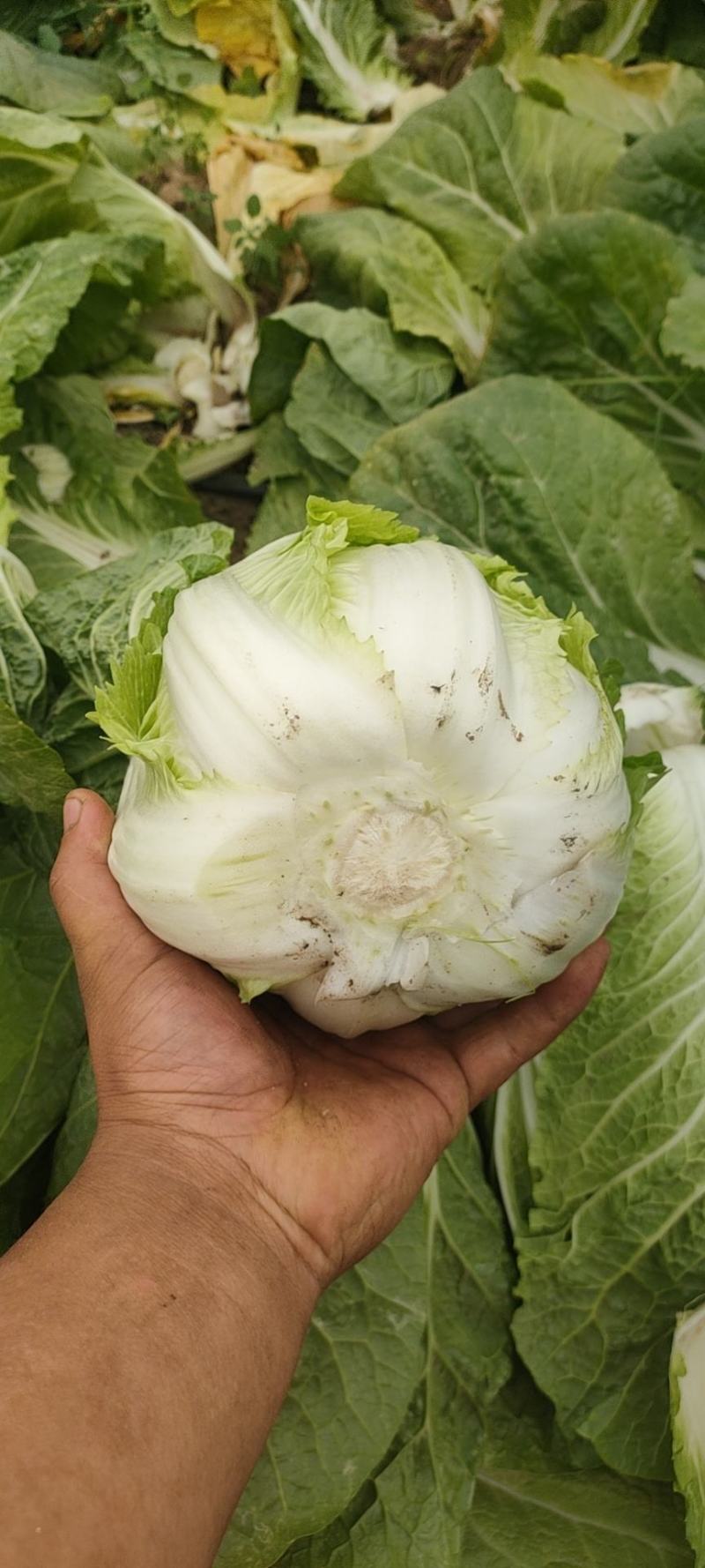 大白菜宁夏大白菜宁夏银川大白菜量大从优质量保证