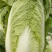 大白菜宁夏大白菜宁夏银川大白菜量大从优质量保证