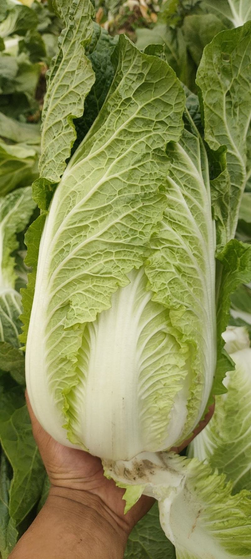 大白菜宁夏大白菜宁夏银川大白菜量大从优质量保证