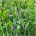 批发绿肥种子光叶紫花苕种子毛苕子种子厂家供货牧草种子