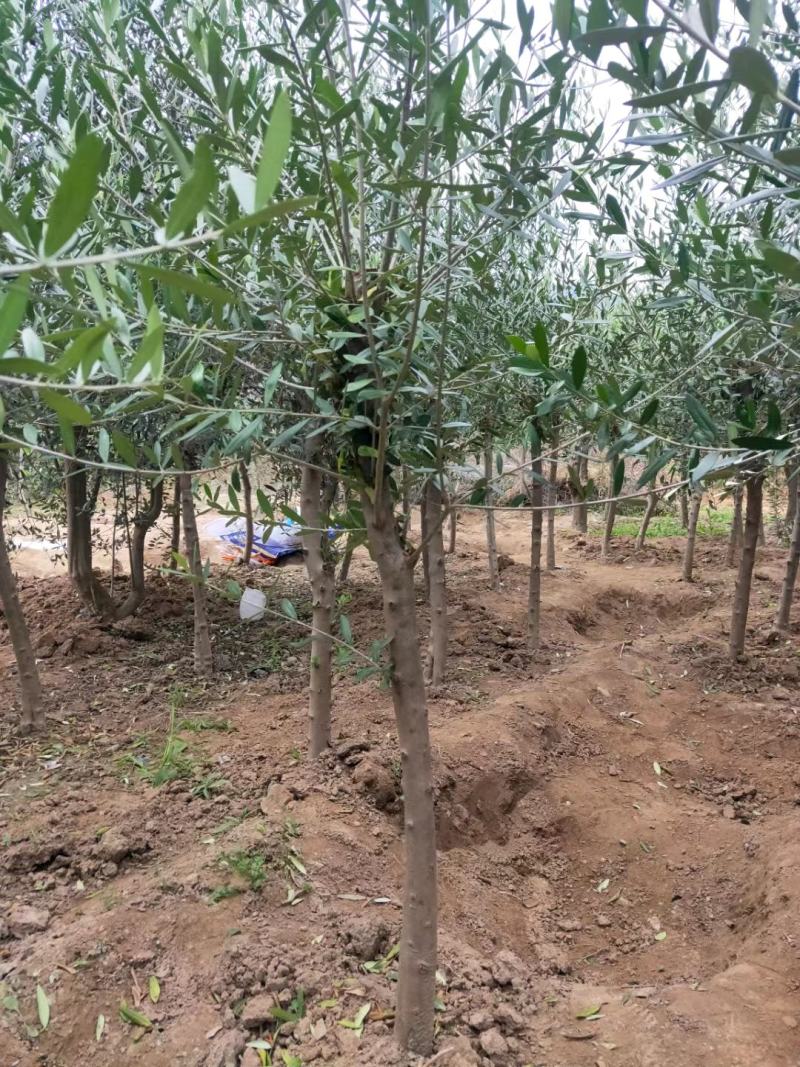 各苗龄段的优良品种油橄榄种苗，从事油橄榄种苗培育十余年
