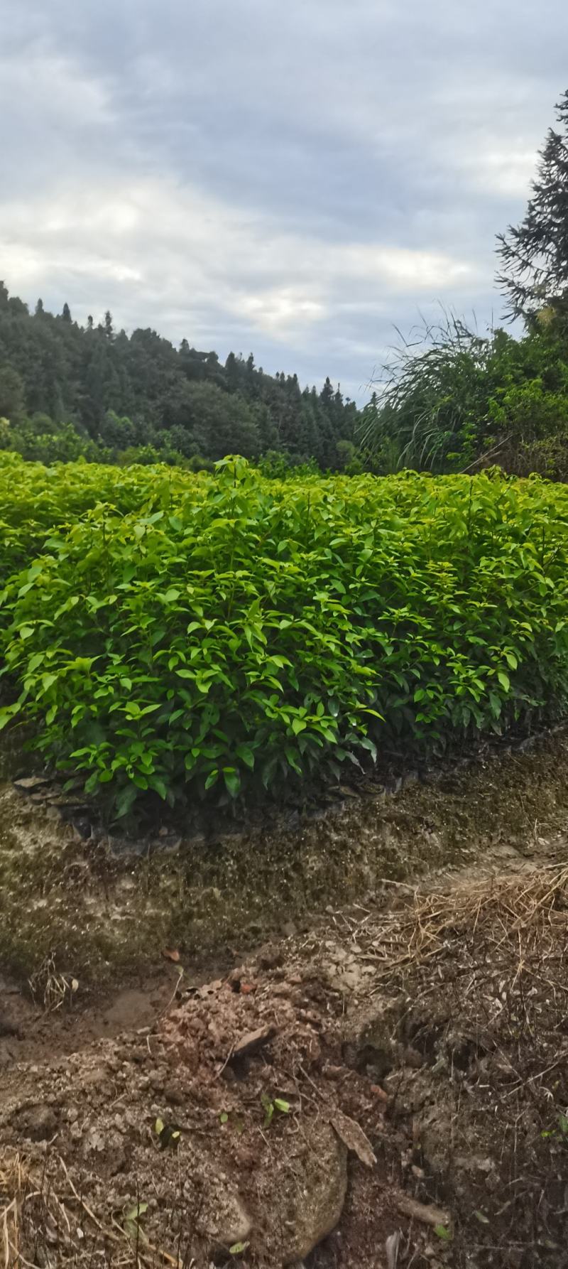 供应一年生香樟杯苗，两年生香樟，2-8公分香樟供应