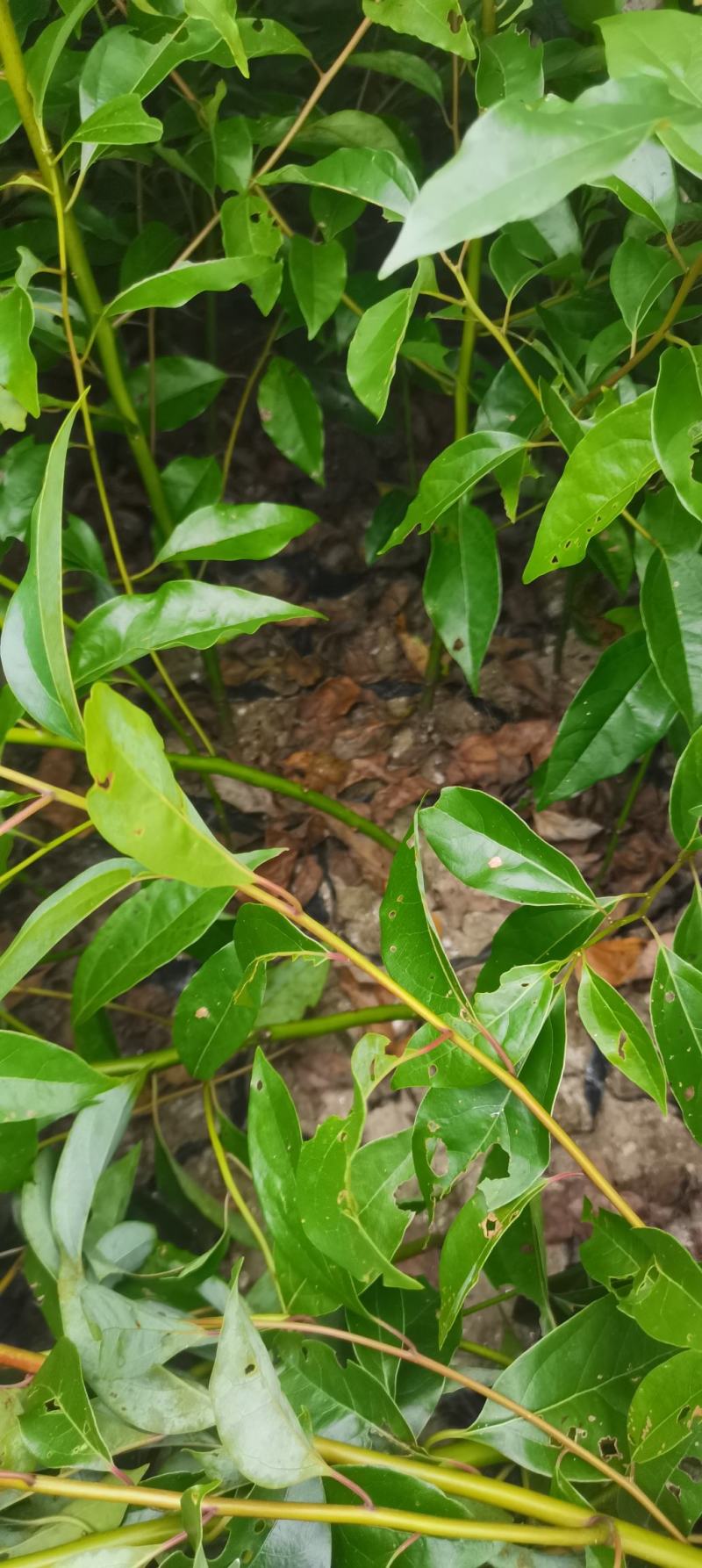 供应一年生香樟杯苗，两年生香樟，2-8公分香樟供应