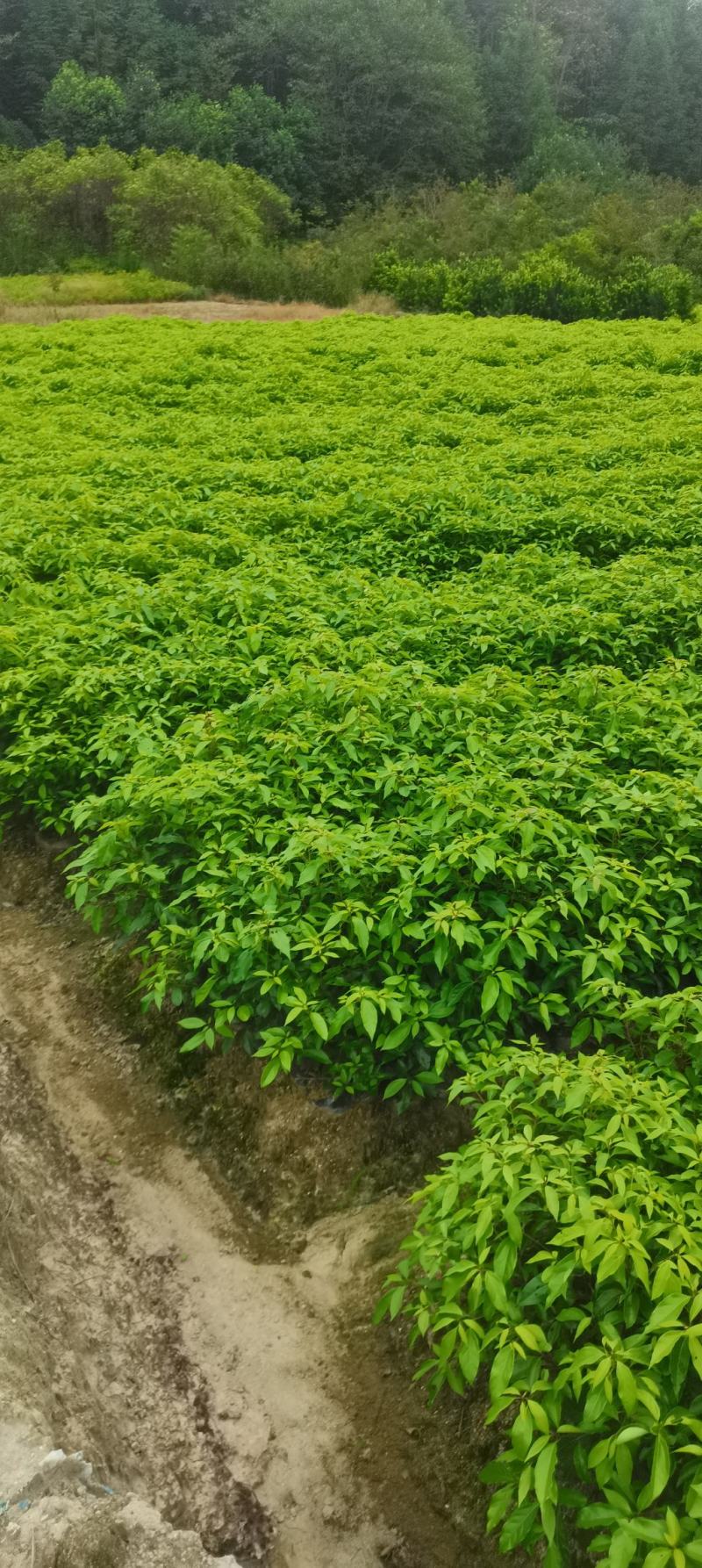 供应一年生香樟杯苗，两年生香樟，2-8公分香樟供应