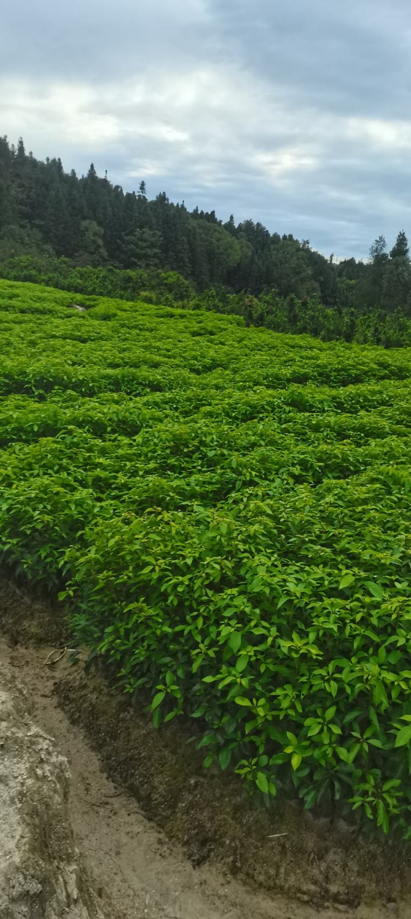 供应一年生香樟杯苗，两年生香樟，2-8公分香樟供应