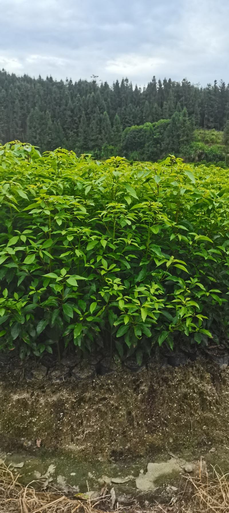 供应一年生香樟杯苗，两年生香樟，2-8公分香樟供应