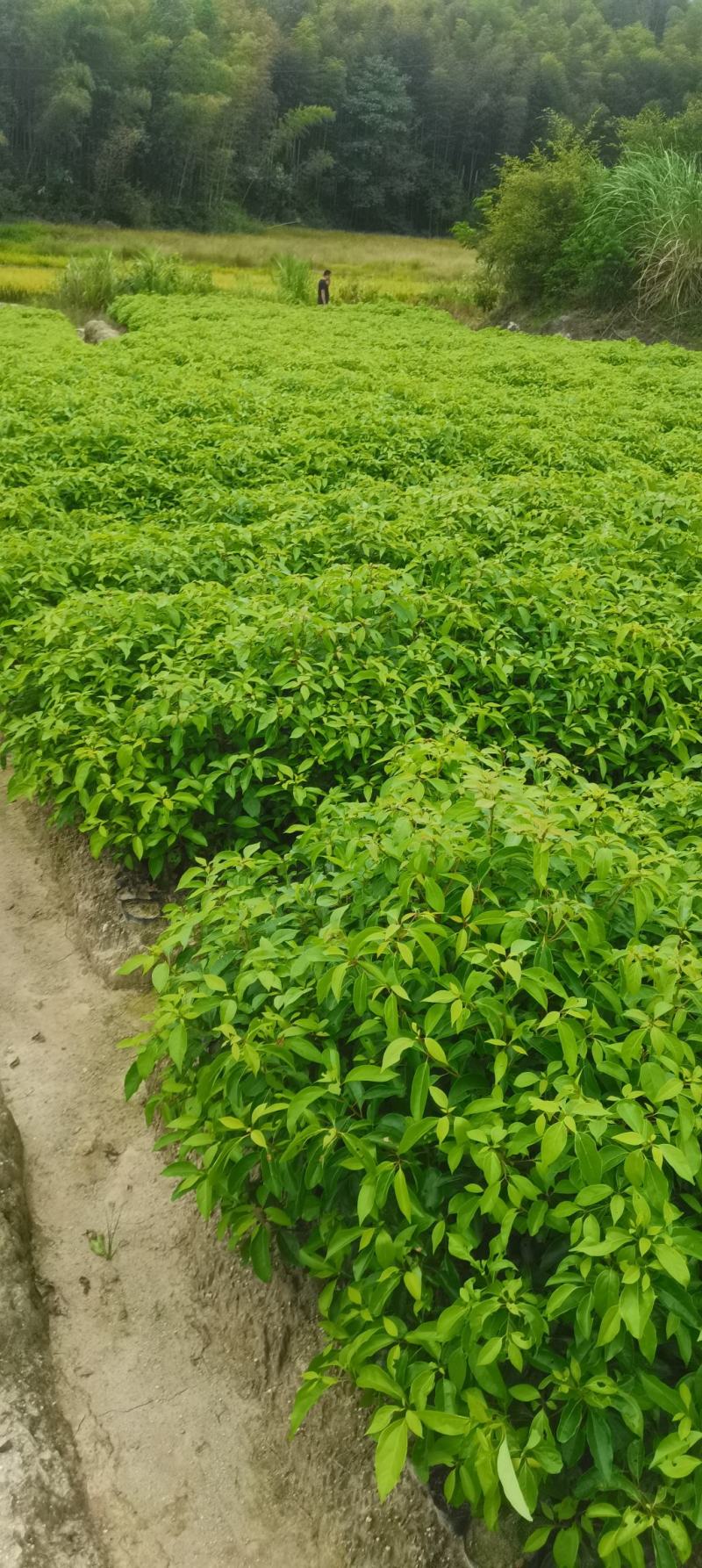 供应一年生香樟杯苗，两年生香樟，2-8公分香樟供应