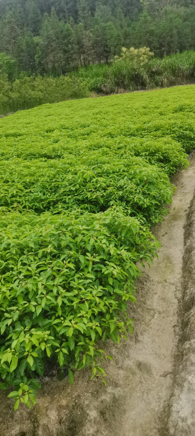 供应一年生香樟杯苗，两年生香樟，2-8公分香樟供应